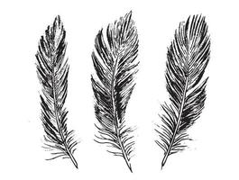 plumas sobre fondo blanco. estilo de boceto dibujado a mano. vector. vector