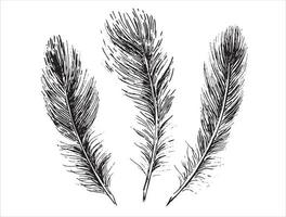 Feathers on white background. Hand drawn sketch style. Vector. vector