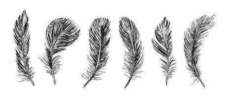 Feathers on white background. Hand drawn sketch style. Vector. vector