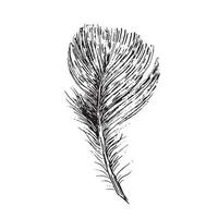 Feathers on white background. Hand drawn sketch style. Vector. vector