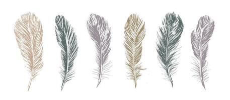 Feathers on white background. Hand drawn sketch style. vector