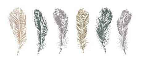 Feathers on white background. Hand drawn sketch style. vector