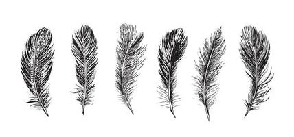 Feathers on white background. Hand drawn sketch style. Vector. vector