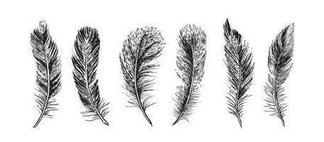 Feathers on white background. Hand drawn sketch style. Vector. vector