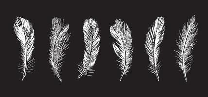 Feathers on white background. Hand drawn sketch style. Vector. vector
