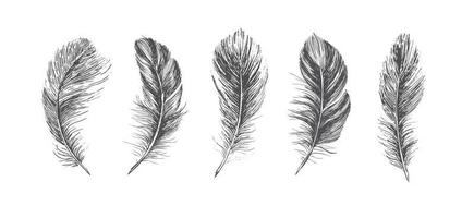 Feathers on white background. Hand drawn sketch style. vector