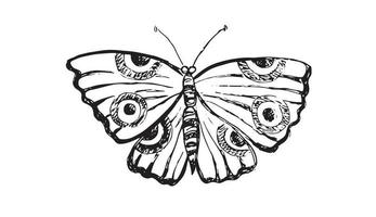 Butterfly hand drawn vector illustrations.