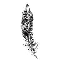 Feathers on white background. Hand drawn sketch style. Vector. vector