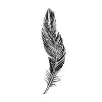 Feathers on white background. Hand drawn sketch style. vector