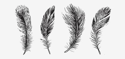 Feathers on white background. Hand drawn sketch style. vector