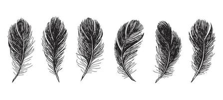 Feathers on white background. Hand drawn sketch style. Vector. vector