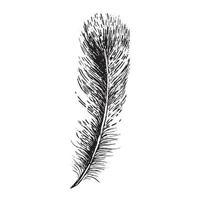 Feathers on white background. Hand drawn sketch style. Vector. vector