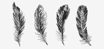 plumas sobre fondo blanco. estilo de boceto dibujado a mano. vector. vector