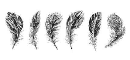 Feathers on white background. Hand drawn sketch style. Vector. vector