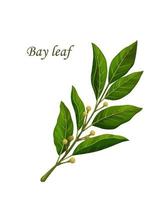 Bay leaves, herb seasoning and spice flavoring vector