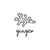 Ginger root spice in the style of doodle vector