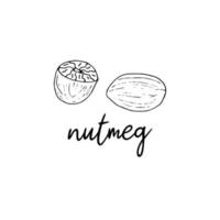 Nutmeg spice in the style of doodle vector