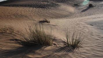 strauch, pflanze, wüstenlandschaft, sanddüne, naher osten, sonnenuntergang video