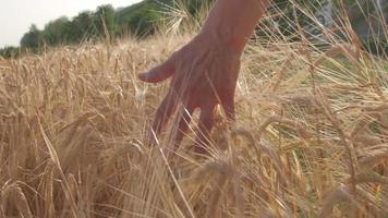 mano de mujer en el campo de la agricultura de trigo dorado a cámara lenta video