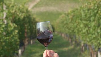 Tasting red wine in a vineyard with ripe grapes and vines video