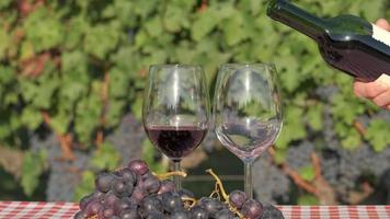 Pouring red wine on glass in a vineyard at slow motion, wine tasting with grapes and vines video