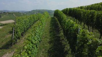 agricultura de viñedos en barbaresco asti vista aérea, producción de vino en langhe monferrato, piamonte video