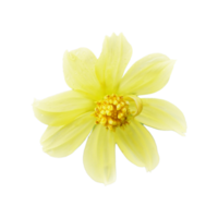 cosmos flor amarilla fondo aislado png