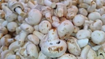 champignons sur les images du stand de bazar. video