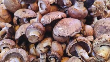 Mushrooms on the Bazaar Stand Footage. video