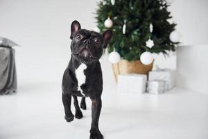 Cute black dog indoors near new year green tree with gift boxes photo