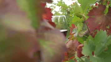 Verkostung von Rotwein in einem Weinberg mit reifen Trauben und Reben video