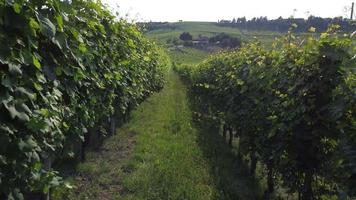 vista aérea de campo de fazenda de agricultura de vinhedo em langhe, piemonte, itália video