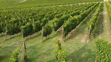 Vineyard Agriculture Cultivation Field aerial view video