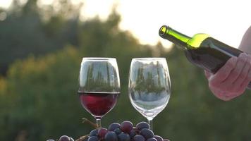 vertiendo vino tinto en vidrio en un viñedo a cámara lenta, degustación de vinos con uvas y vides video