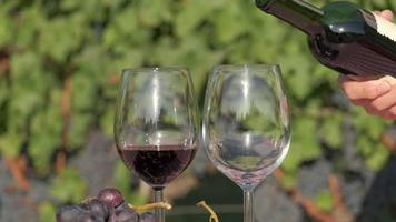 Pouring red wine on glass in a vineyard at slow motion, wine tasting with grapes and vines video