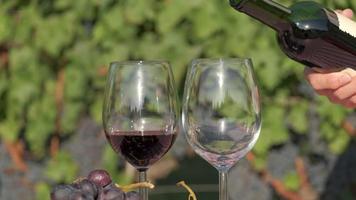 verser du vin rouge sur du verre dans un vignoble au ralenti, dégustation de vin avec raisins et vignes video