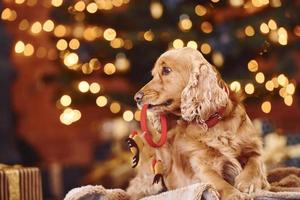 Portrait of cute dog indoors in festive christmas decorated room with toy in mouth photo