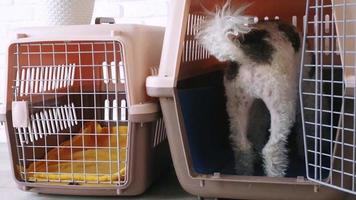 Süßer Bichon-Frise-Hund, der in einer Transportbox für Haustiere untergebracht wird, Ansicht von hinten video