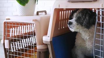 süßer bichon frise hund, der durch reisehaustiertransporter sitzt video