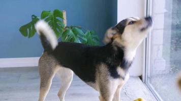 gemengd ras hond blaffen op zoek naar de venster, huisdier zorg video