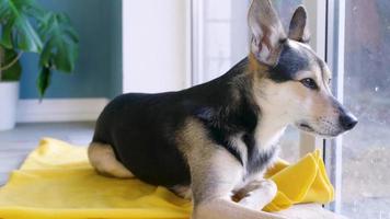 cute mixed breed dog lying on yellow rug next to the window, looking away. Pets indoors video