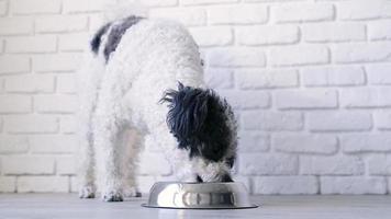 mignon chien de race mixte mangeant du bol à la maison, fond de mur de briques blanches video