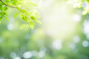 primer plano de la hermosa vista de la naturaleza hoja verde sobre fondo verde borroso en el jardín con espacio de copia utilizando como concepto de página de portada de fondo. foto