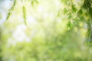 Closeup of beautiful nature view green leaf on blurred greenery background in garden with copy space using as background cover page concept. photo