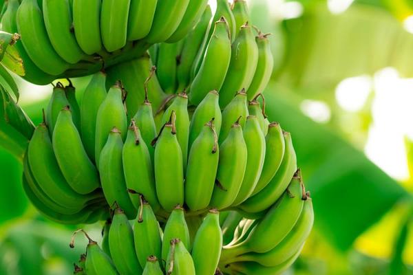 Premium Photo  A bunch of organic fresh green banana on the tree close up