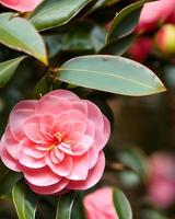 Fresh Pink Flowers photo