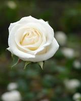 flores de rosas blancas frescas foto