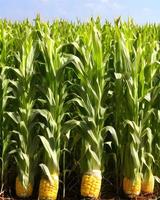 Fresh Yellow Corn photo