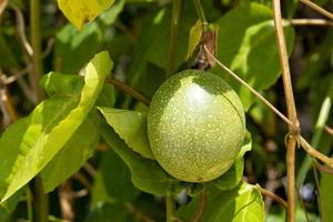 fruta cruda de maracuyá. fruto que oculta la luz del sol bajo la sombra de las hojas. foto