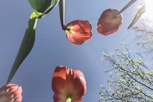 Background of red tulips in the rays of the sun against the sky.Bottom view. Spring photo